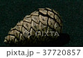 松果 37720857