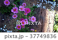 Beautiful Cosmos flowers by the wind. 37749836