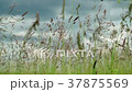 Wild grass on meadow swinging from the wind on 37875569