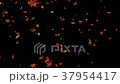 秋葉秋天葉子 37954417