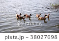Ducks are swimming in the pond At the park. 38027698
