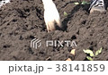 Planting Potatoes Closeup 38141859