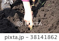 Planting Potatoes Closeup 38141862