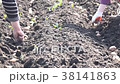 Planting Potatoes Closeup 38141863