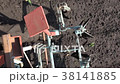 Men Drive Traktor. Planting of Potato 38141885