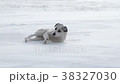 Dog 38327030