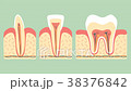 type of tooth ( molar, incisor and canine ) 38376842