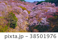 櫻花天線 38501976