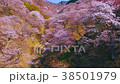 櫻花天線 38501979