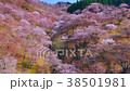 櫻花天線 38501981