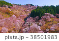 櫻花天線 38501983