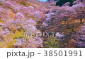 櫻花天線 38501991