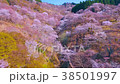 櫻花天線 38501997