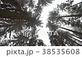 Winter pine forest. 38535608