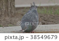 Two pigeon on the street 38549679