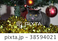 British Cat Lying Under The Christmas Tree. 38594021