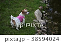 Jack Russell Terrier in the dress running away 38594024