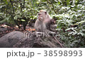 Monkeys eat bananas. Monkey forest in Ubud, Bali,  38598993