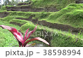 Tegallalang Rice Terrace - Ubud - Bali - Indonesia 38598994