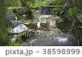 White bird in a pond on Bali 38598999