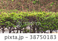 A strong wind 38750183