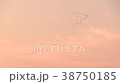 A flock of birds 38750185