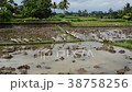 Ducks on a rice field in central Bali 38758256