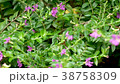 Tropical exotic plants and flowers on Bali island 38758309