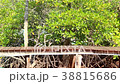 horizontal wood bridge and mangrove tree in thaila 38815686