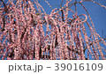 懸垂的梅花和梅佐 39016109