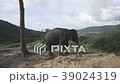Elephant on the hill in Phuket 39024319