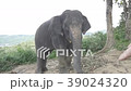 Elephant on the hill in Phuket 39024320