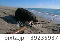 Black dog biting a wooden stick on the beach Black dog biting a wooden stick on the beach 39235937