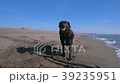 Black wet dog staying near a wooden stick on the Black wet dog staying near a wooden stick on the 39235951