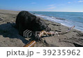Black dog biting a wooden stick on the beach near Black dog biting a wooden stick on the beach near 39235962