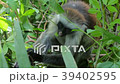 Red Colobus Monkey in Forest Zanzibar Africa 39402595