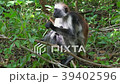 Red Colobus Monkey in Forest Zanzibar Africa 39402596