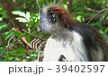 Red Colobus Monkey in Forest Zanzibar Africa 39402597