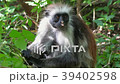 Red Colobus Monkey in Forest Zanzibar Africa 39402598