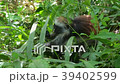 Red Colobus Monkey in Forest Zanzibar Africa 39402599