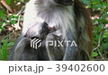 Red Colobus Monkey in Forest Zanzibar Africa 39402600