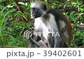Red Colobus Monkey in Forest Zanzibar Africa 39402601