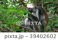 Red Colobus Monkey in Forest Zanzibar Africa 39402602
