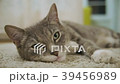 Cat lying still on a rug 39456989