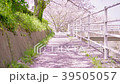 桜色の坂道 39505057