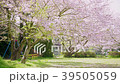 公園の桜（花吹雪） 39505059