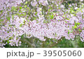 桜吹雪 39505060
