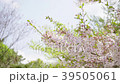 青空と桜 39505061