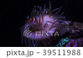 銀蓮花屬魚和海葵 39511988
