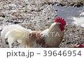 Rooster and chickens walking on damp and dirty 39646954